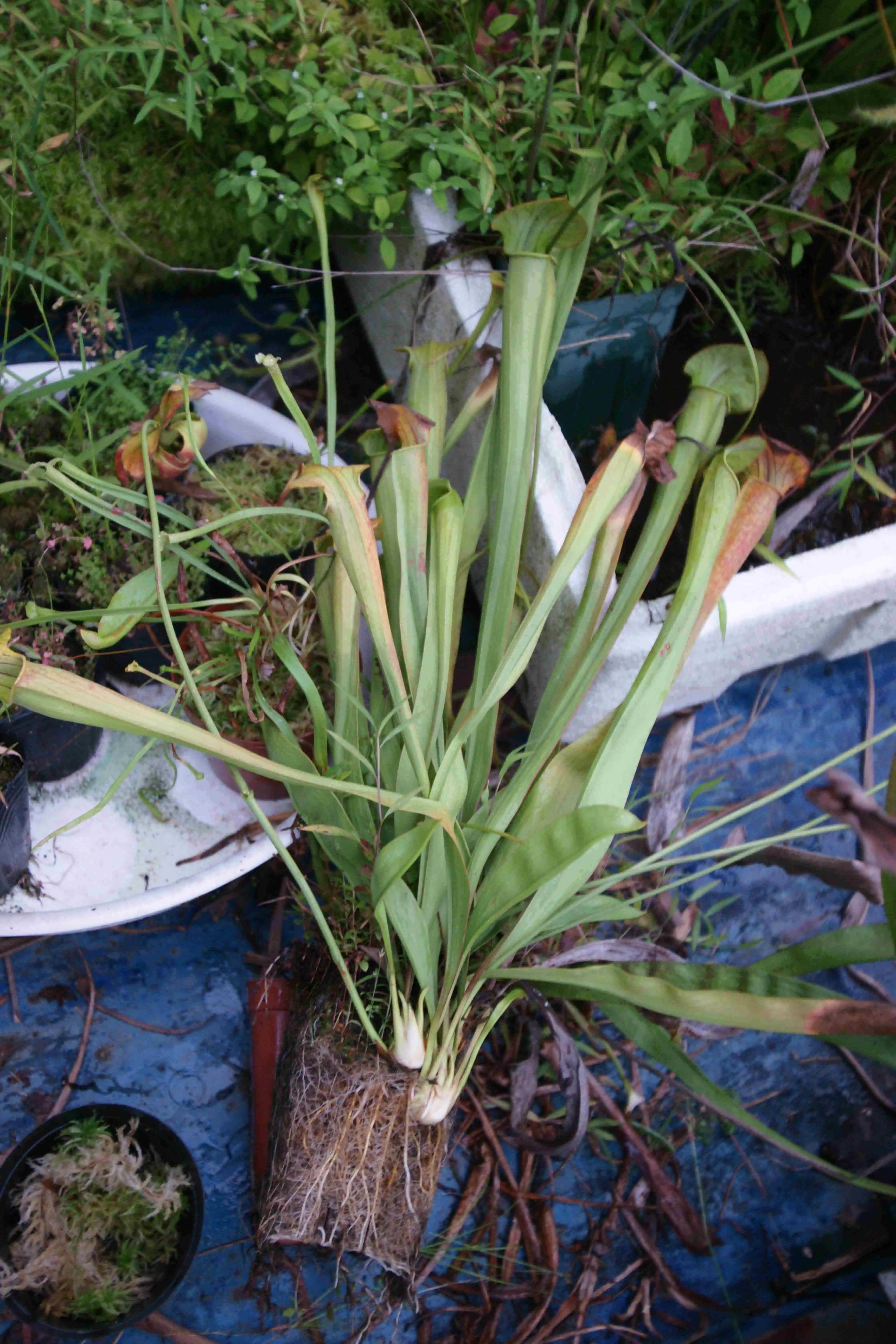 Sarracenia(サラセニア) - 食虫植物wiki Wiki*